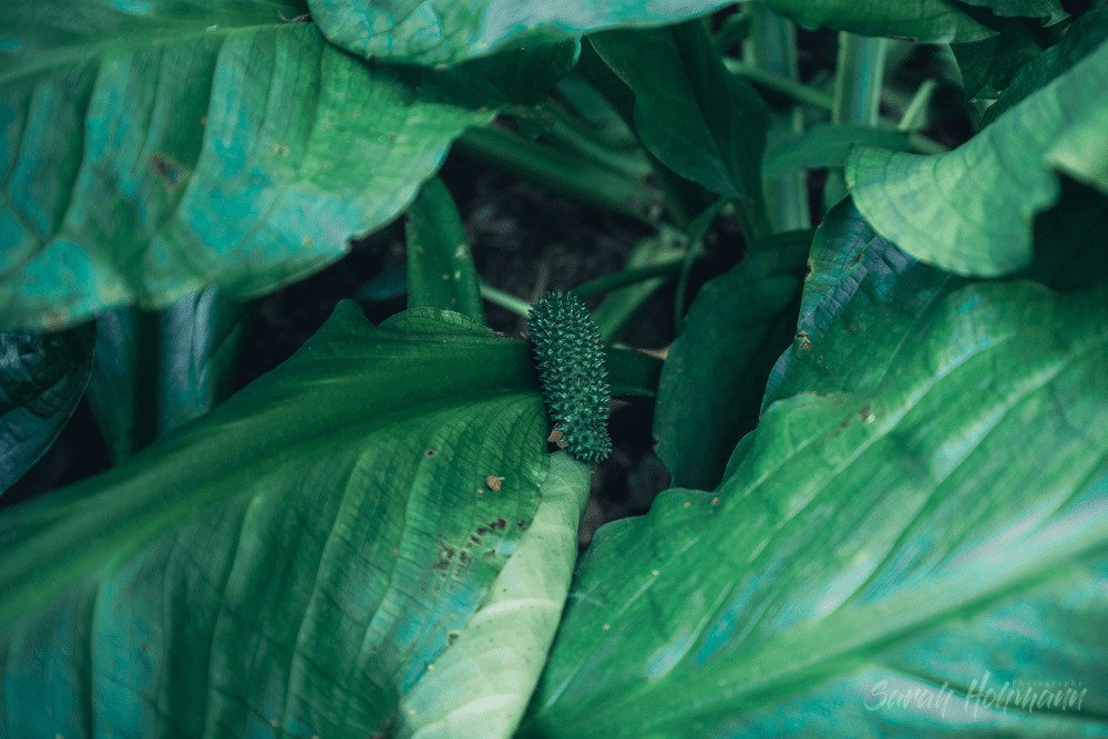 Close up of the inside of a giant green leaf