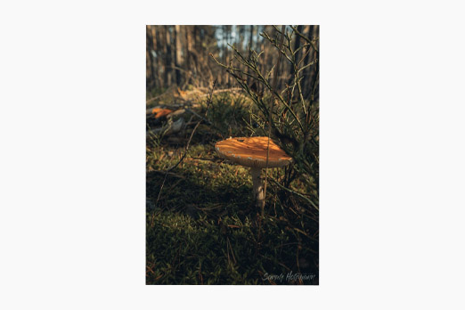 A close up of a mushroom with a wild blueberry on top in the middle of the forest