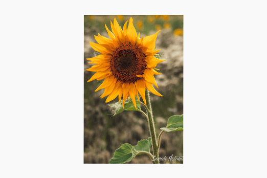 Close up of a sunflower so you can see water drops in the center of it