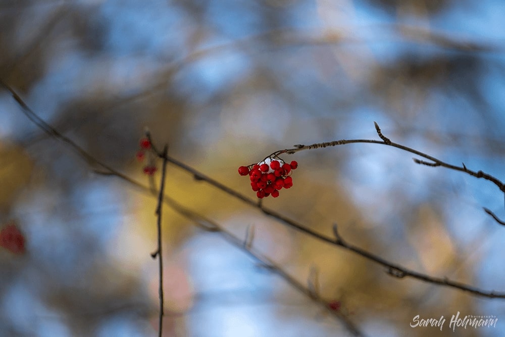 Berries covered in snow that look like a cap