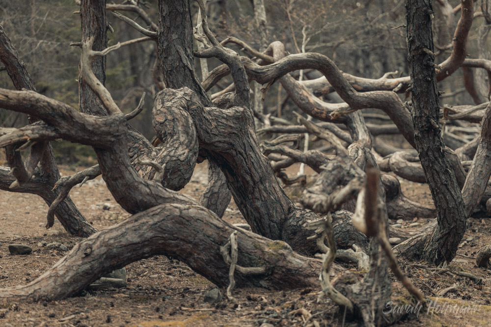 Snakes disguised at trees