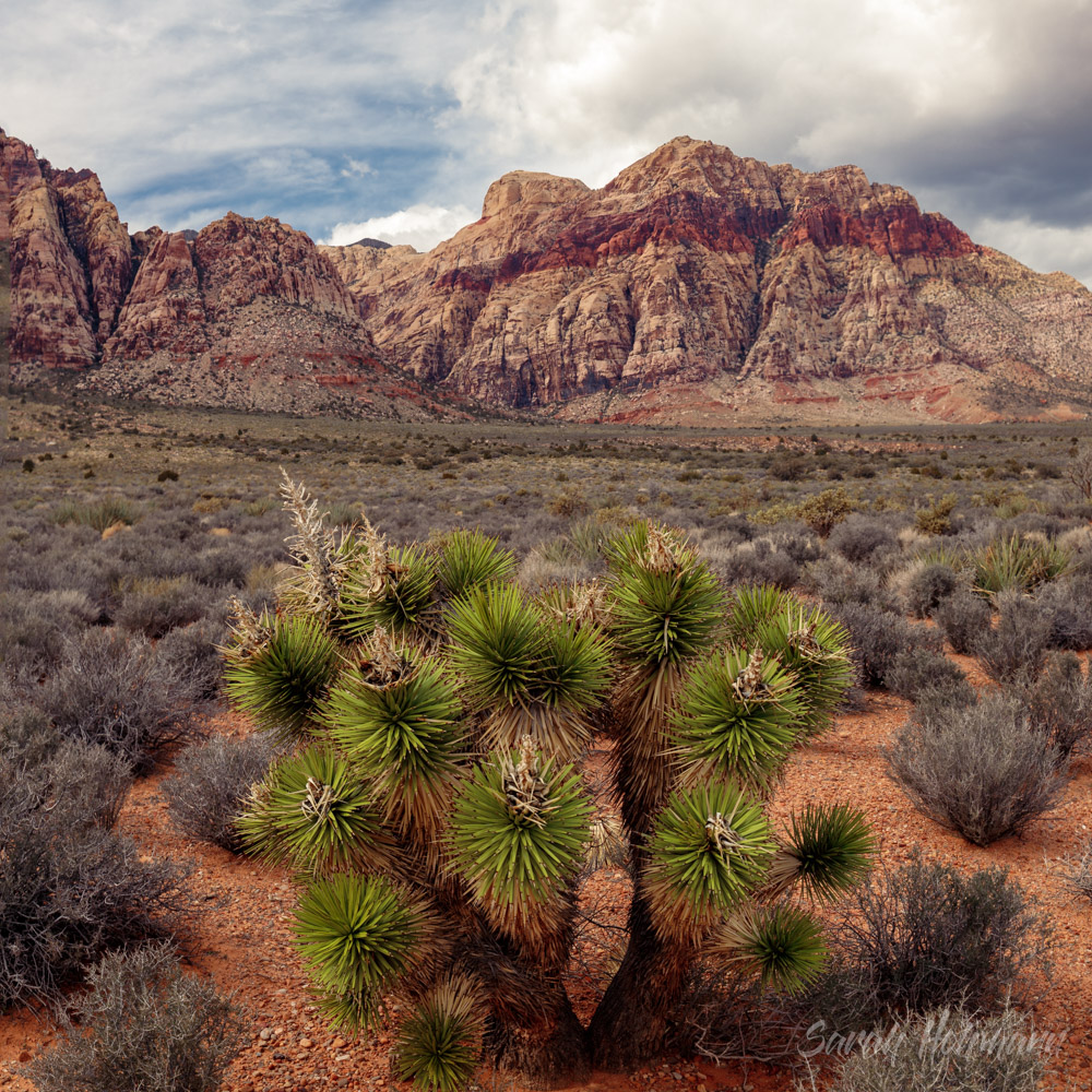 Red Rock Canyon Nature Reserve Area in Nevada USA